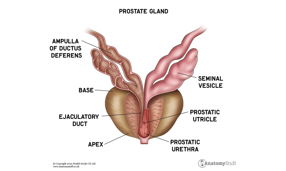 Prostate gland anatomy